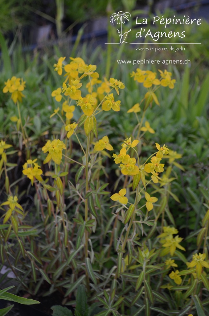 Euphorbia pekinensis- La pépinière d'Agnens