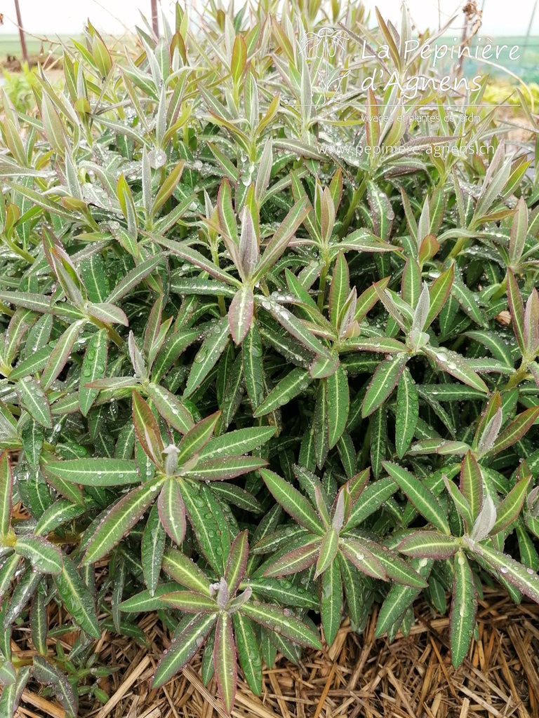 Euphorbia pekinensis- La pépinière d'Agnens