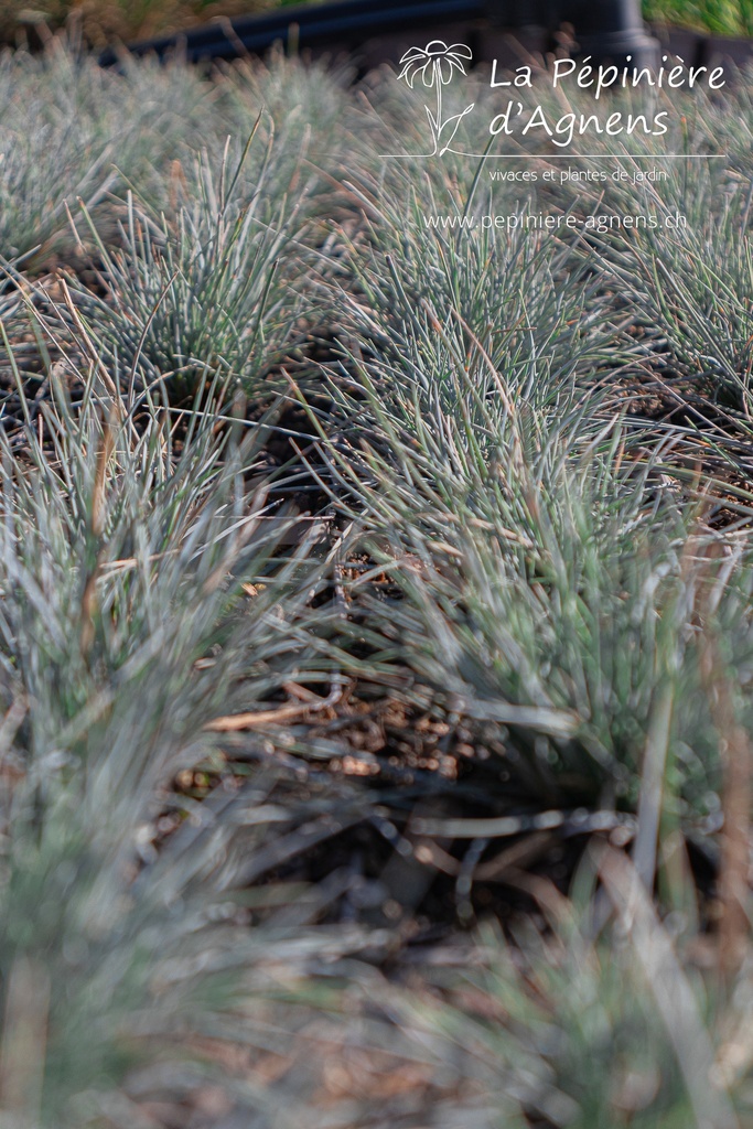 Festuca glauca 'Elijah Blue'- La pépinière d'Agnens