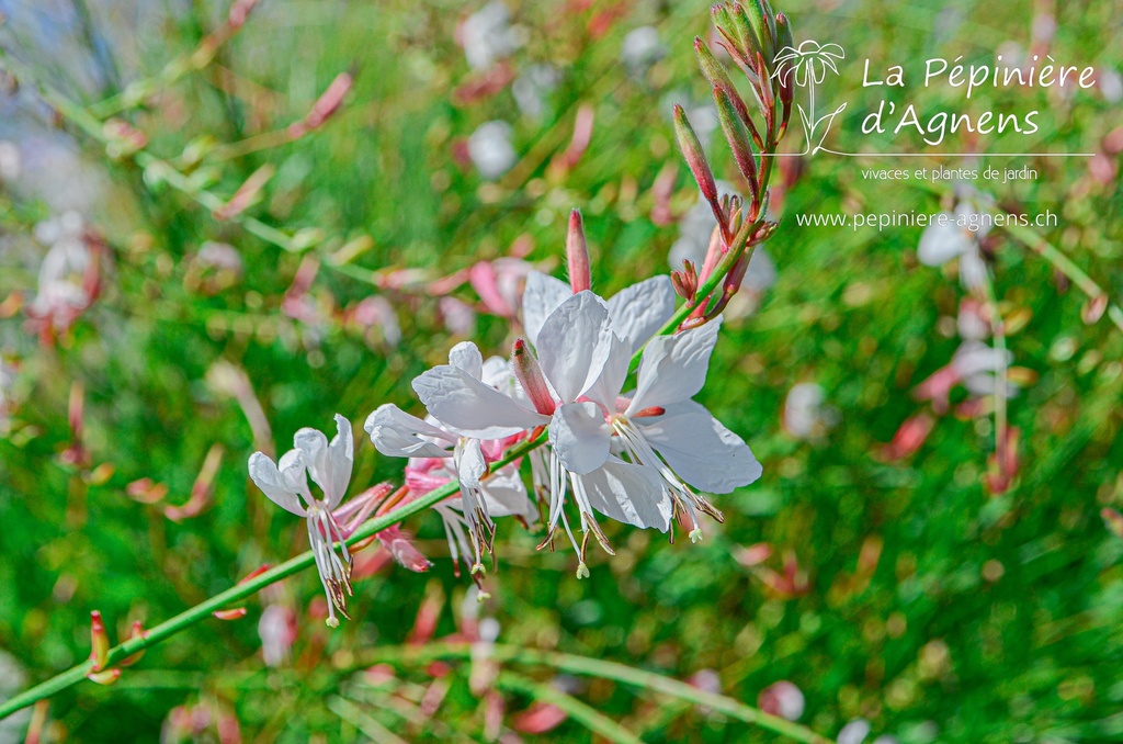 Gaura lindheimeri- La pépinière d'Agnens