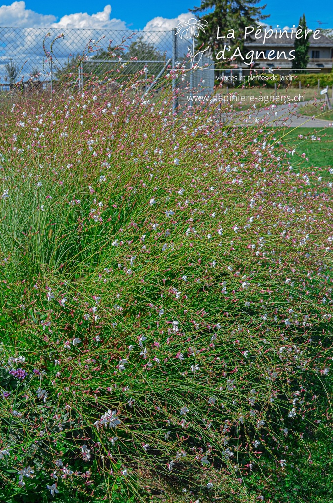 Gaura lindheimeri- La pépinière d'Agnens