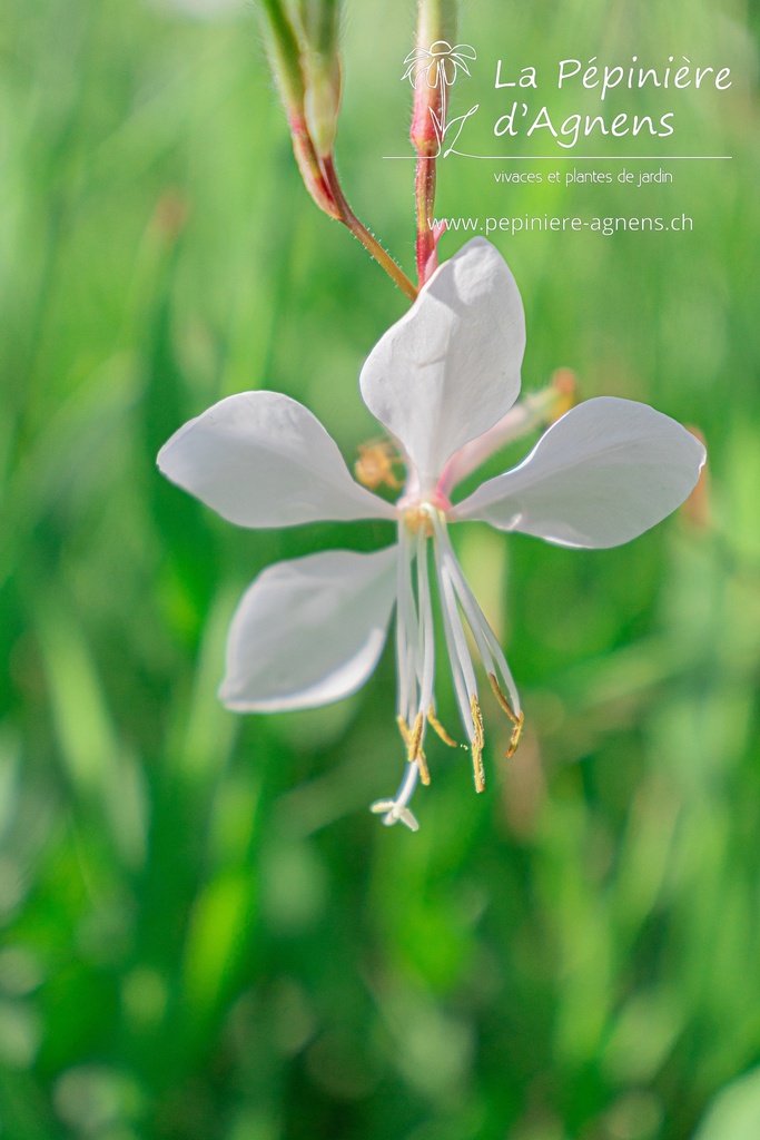 Gaura lindheimeri 'Whirling Butterflies'- La pépinière d'Agnens