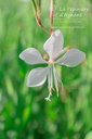 Gaura lindheimeri 'Whirling Butterflies'- La pépinière d'Agnens