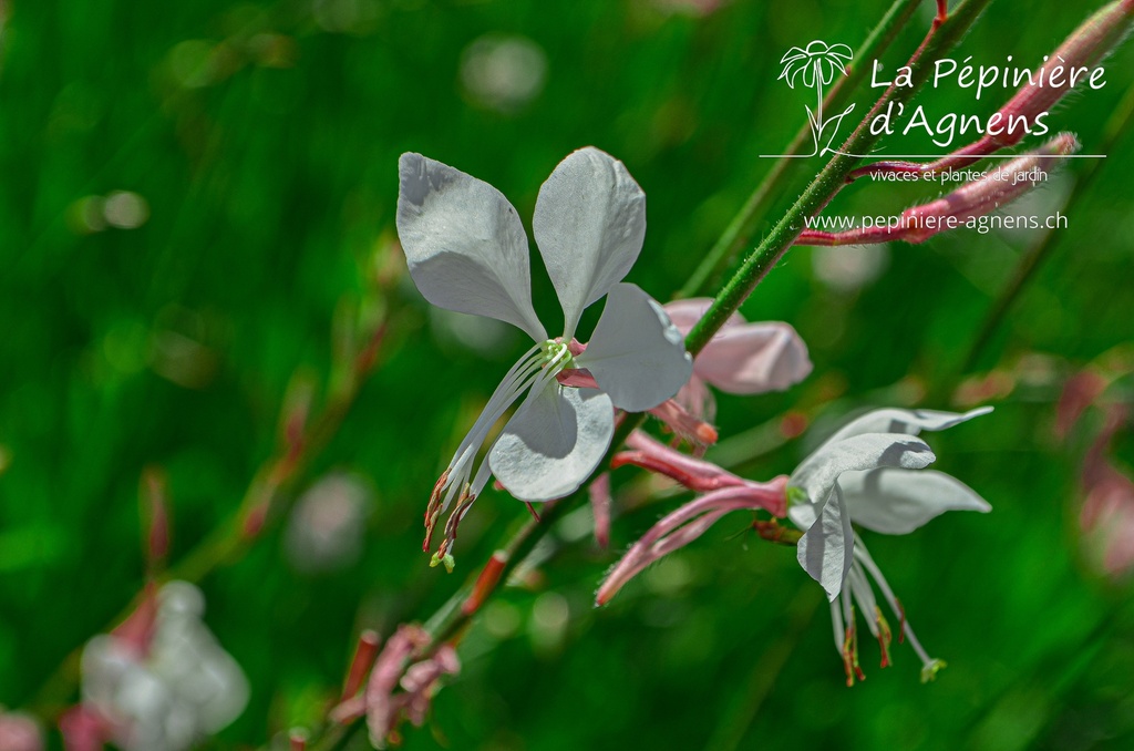 Gaura lindheimeri 'Whirling Butterflies'- La pépinière d'Agnens