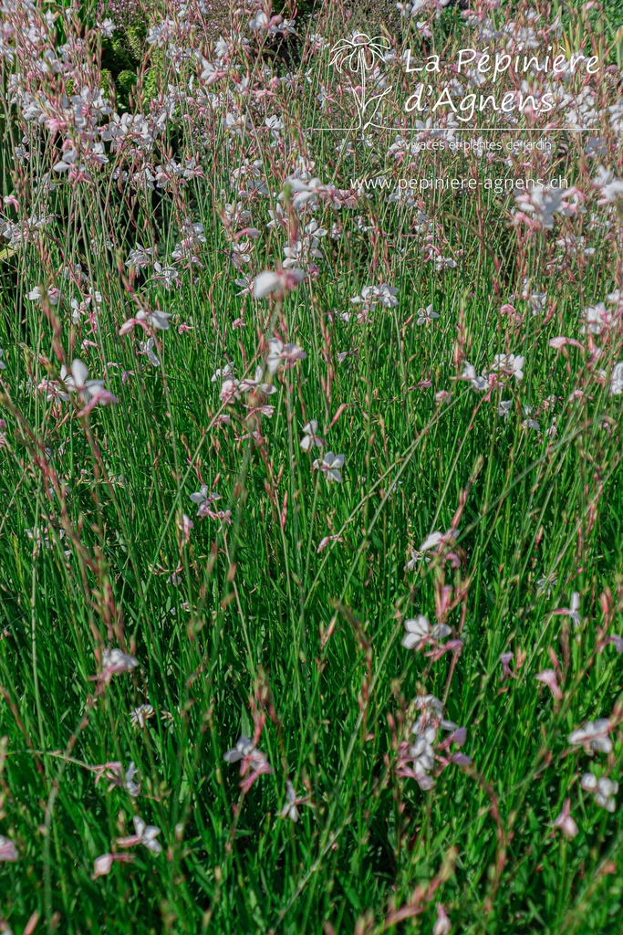 Gaura lindheimeri 'Whirling Butterflies'- La pépinière d'Agnens