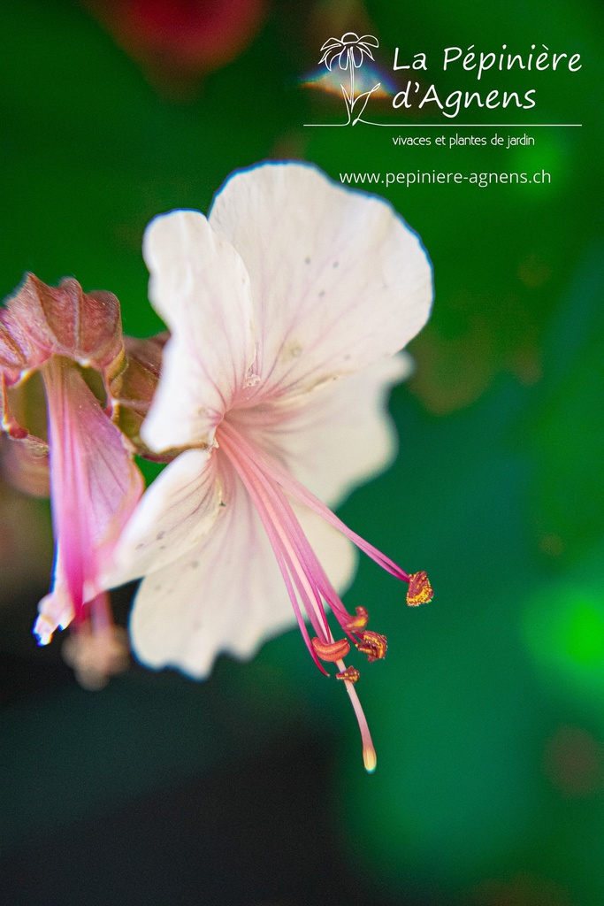 Geranium cantabrigiense (x) 'Biokovo'- La pépinière d'Agnens