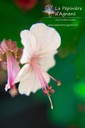 Geranium cantabrigiense (x) 'Biokovo'- La pépinière d'Agnens