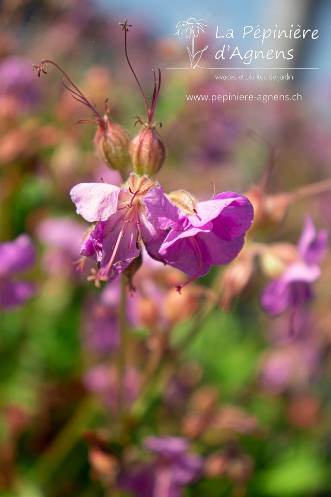 Geranium cantabrigiense (x) 'Cambridge'- La pépinière d'Agnens