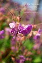 Geranium cantabrigiense (x) 'Cambridge'- La pépinière d'Agnens