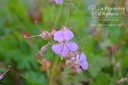 Geranium cantabrigiense (x) 'Cambridge'- La pépinière d'Agnens