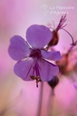 Geranium cantabrigiense (x) 'Karmina'- La pépinière d'Agnens