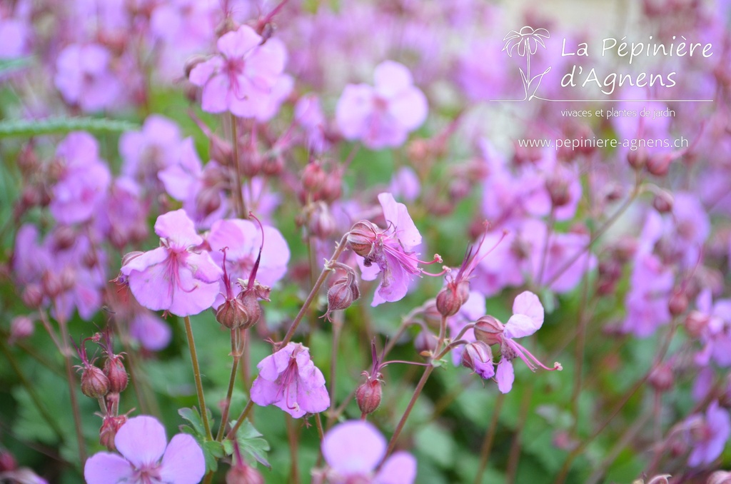 Geranium cantabrigiense (x) 'Karmina'- La pépinière d'Agnens