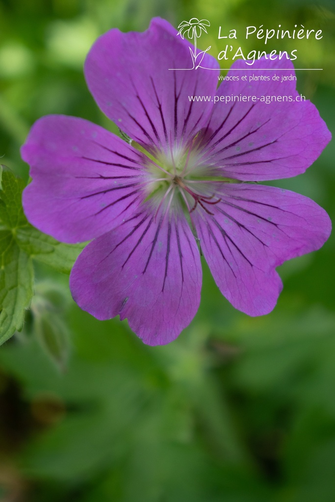 Geranium gracile 'Sirak'- La pépinière d'Agnens