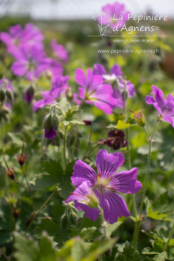 Geranium gracile 'Sirak'- La pépinière d'Agnens