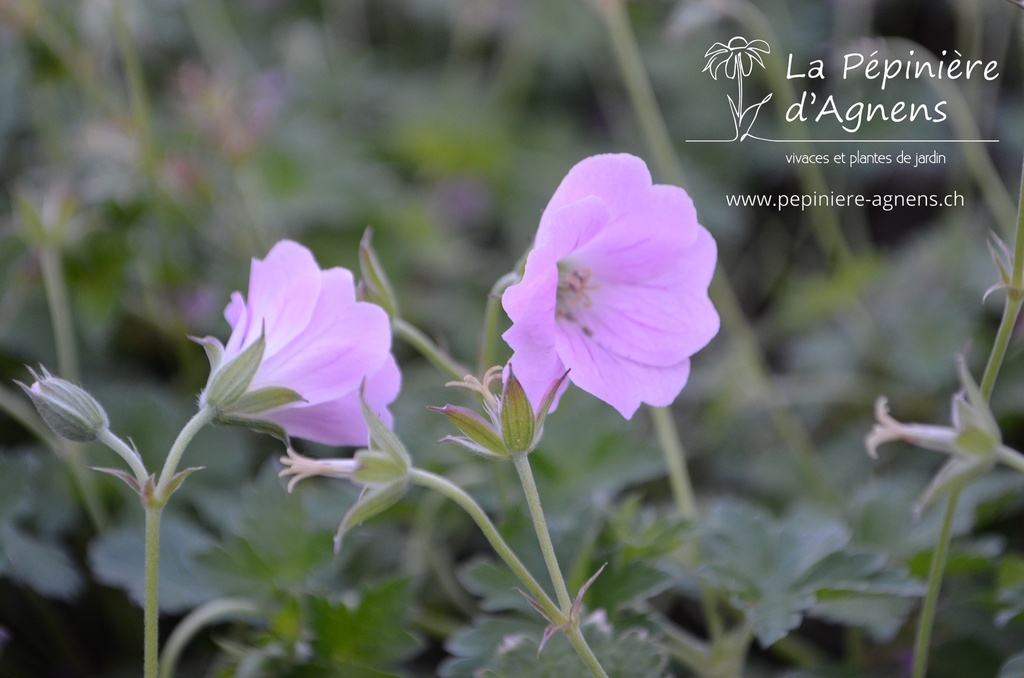 Geranium hybride 'Dreamland'®- La pépinière d'Agnens