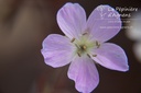 Geranium maculatum 'Espresso'- La pépinière d'Agnens