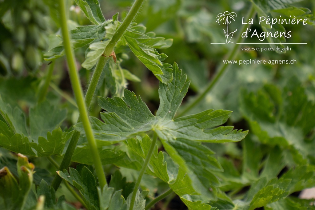 Geranium phaeum 'Album'- La pépinière d'Agnens