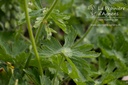 Geranium phaeum 'Album'- La pépinière d'Agnens