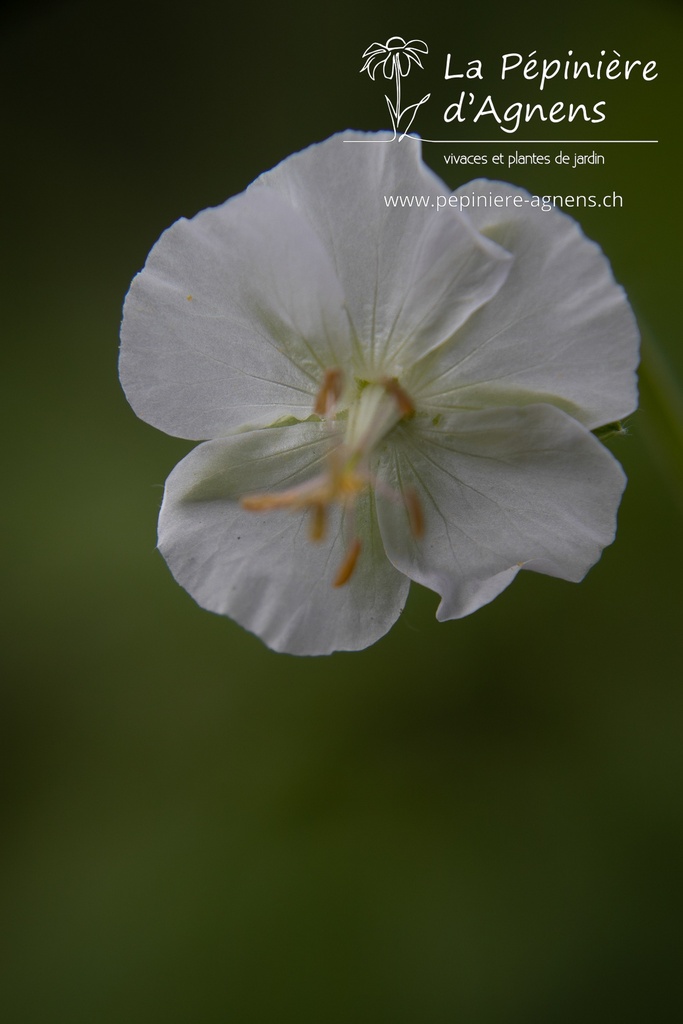 Geranium phaeum 'Album'- La pépinière d'Agnens