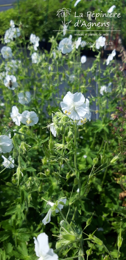 Geranium phaeum 'Album'- La pépinière d'Agnens