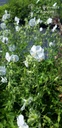 Geranium phaeum 'Album'- La pépinière d'Agnens