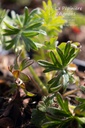 Geranium sanguineum- La pépinière d'Agnens