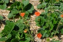 Geum coccineum 'Borisii'- La pépinière d'Agnens