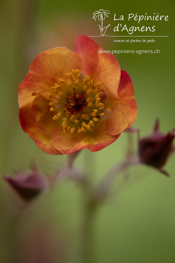 Geum hybride 'Alabama Slammer'- La pépinière d'Agnens