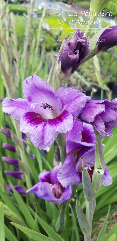 Gladiolus grandes fleurs 'Passos'- La pépinière d'Agnens