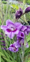 Gladiolus grandes fleurs 'Passos'- La pépinière d'Agnens