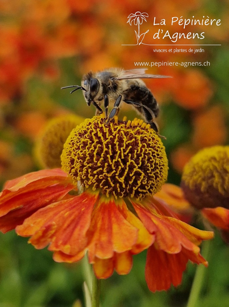 Helenium hybride 'Moerheim Beauty'- La pépinière d'Agnens