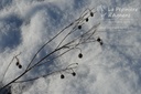 Helianthus salicifolius orgyalis- La pépinière d'Agnens