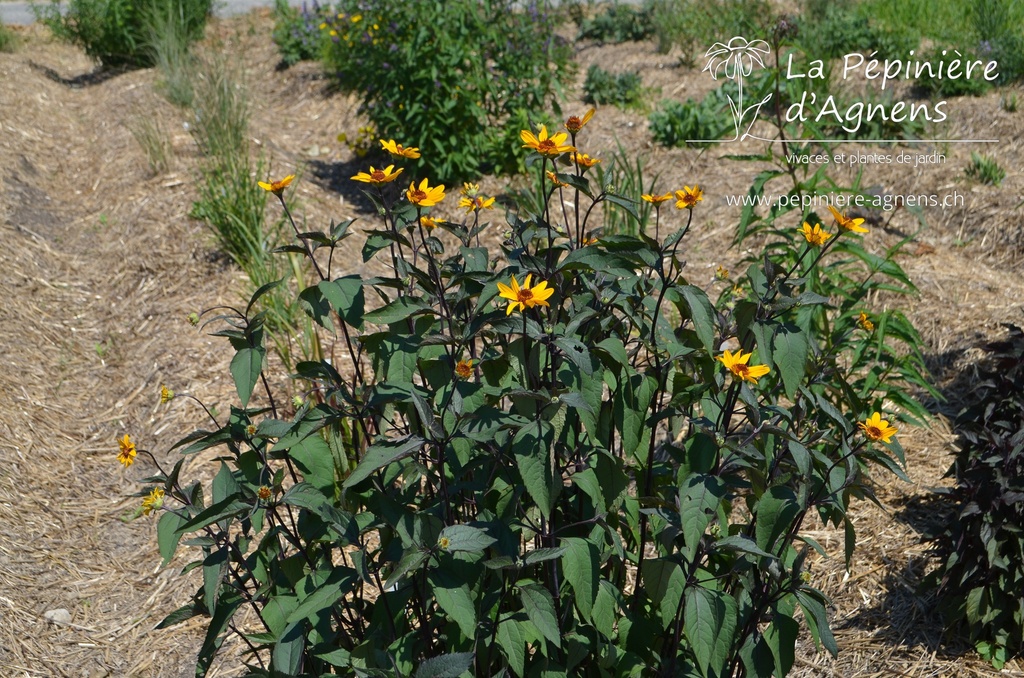 Heliopsis helianthoides v. scabra 'Summer Nights'- La pépinière d'Agnens