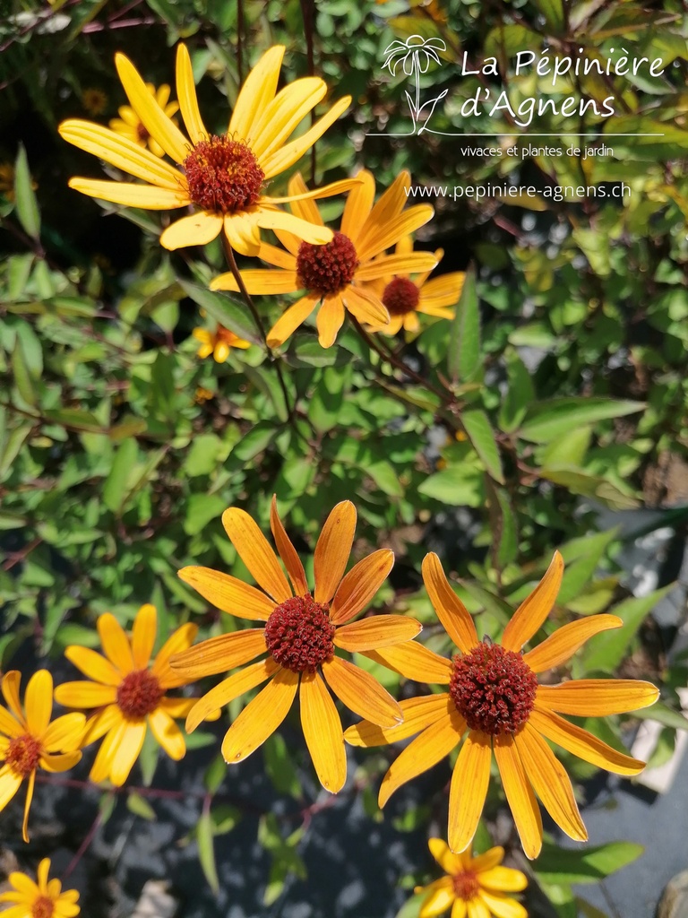 Heliopsis helianthoides v. scabra 'Summer Nights'- La pépinière d'Agnens