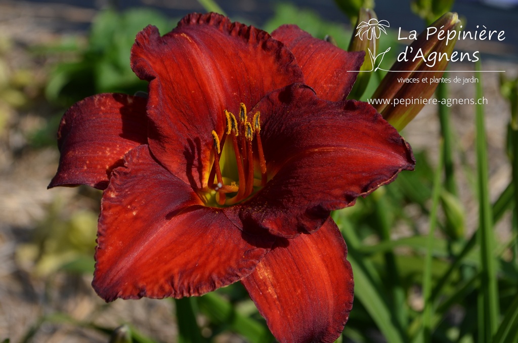 Hemerocallis hybride 'Chicago Apache'- La pépinière d'Agnens