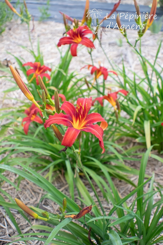 Hemerocallis hybride 'Crimson Pirate'- La pépinière d'Agnens