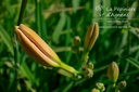 Hemerocallis hybride 'Janice Brown'- La pépinière d'Agnens