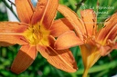 Hemerocallis hybride 'Rajah'- La pépinière d'Agnens