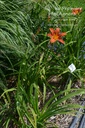 Hemerocallis hybride 'Rajah'- La pépinière d'Agnens