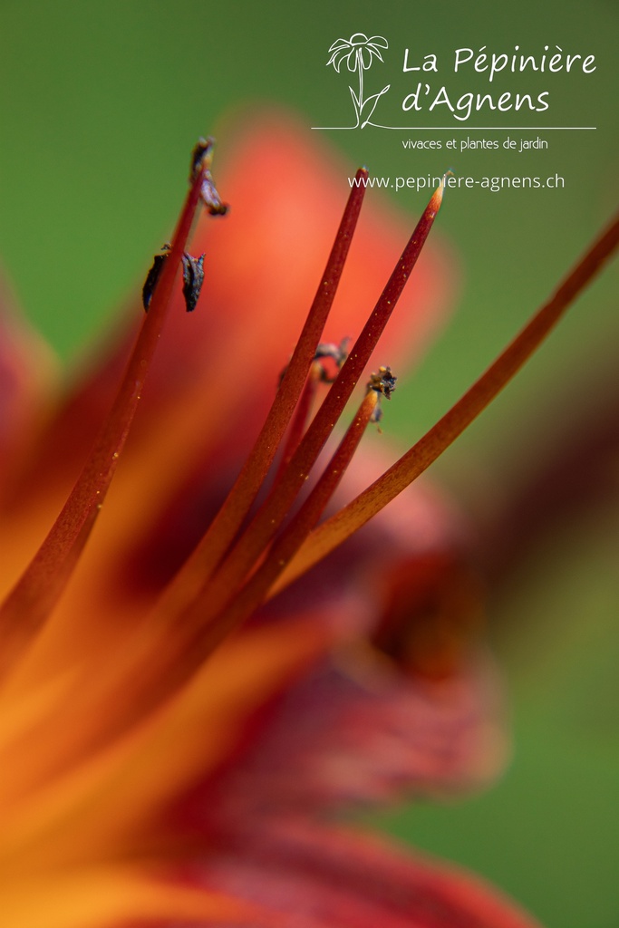 Hemerocallis hybride 'Sammy Russell'- La pépinière d'Agnens