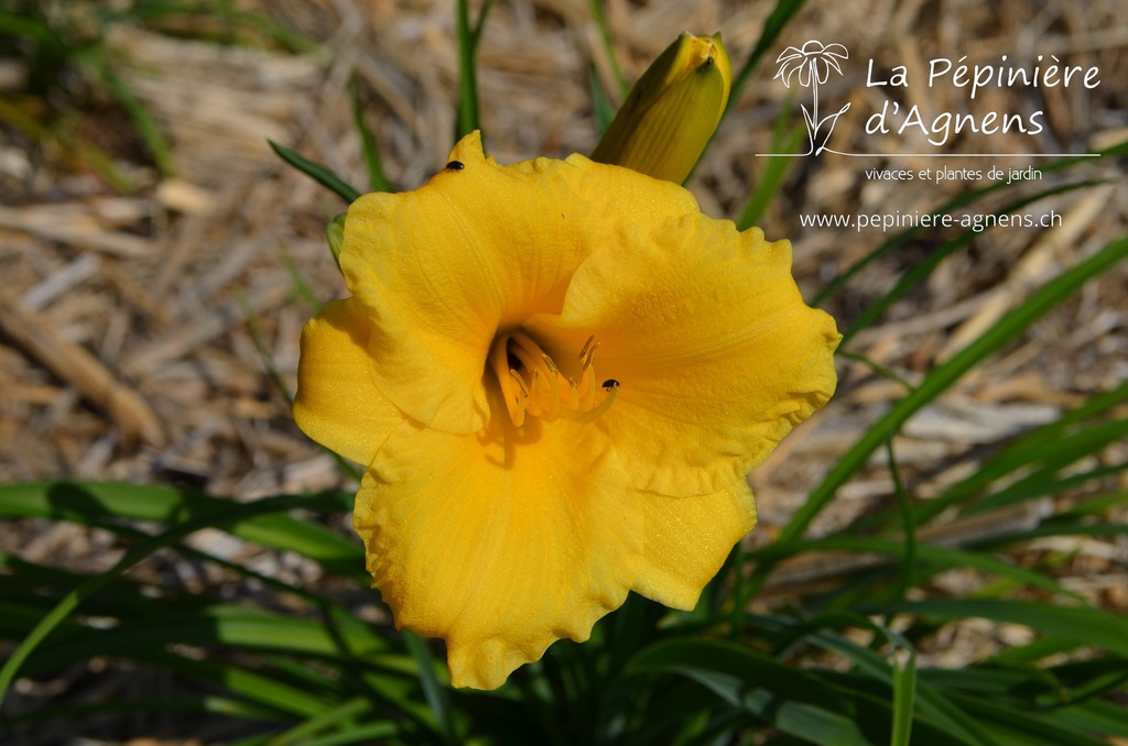 Hemerocallis hybride 'Stella de Oro'- La pépinière d'Agnens