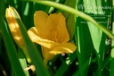 Hemerocallis hybride 'Stella de Oro'- La pépinière d'Agnens