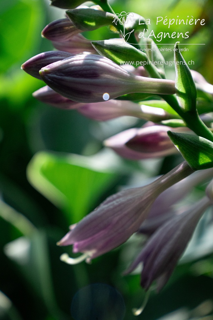 Hosta hybride 'Blue Cadet'- La pépinière d'Agnens