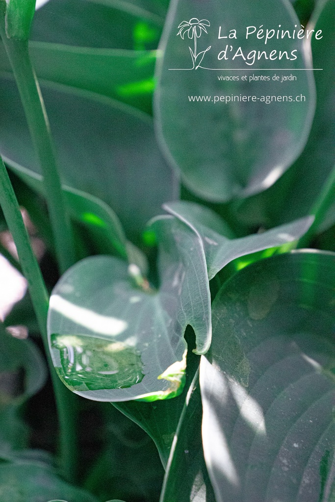 Hosta hybride 'Blue Cadet'- La pépinière d'Agnens