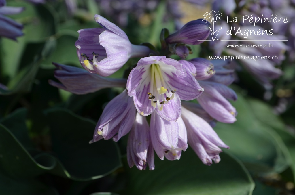 Hosta hybride 'Blue Mouse Ears'- La pépinière d'Agnens