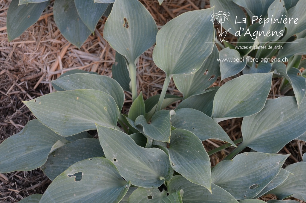 Hosta hybride 'Halcyon'- La pépinière d'Agnens