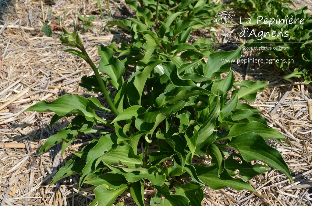 Hosta hybride 'Harry van Trier'- La pépinière d'Agnens