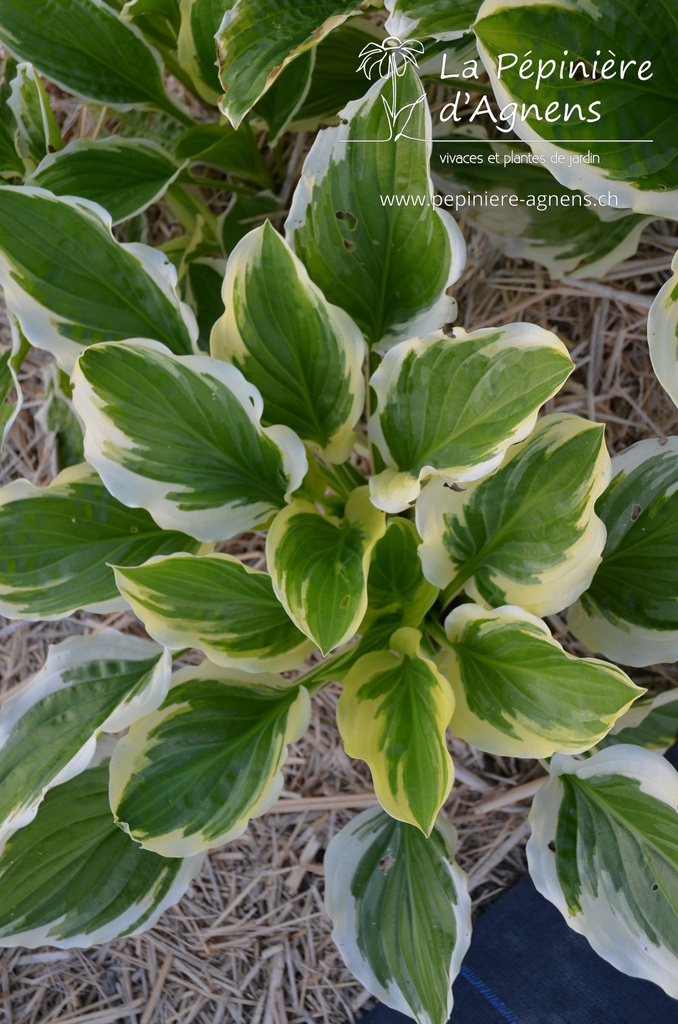 Hosta hybride 'So Sweet'- La pépinière d'Agnens