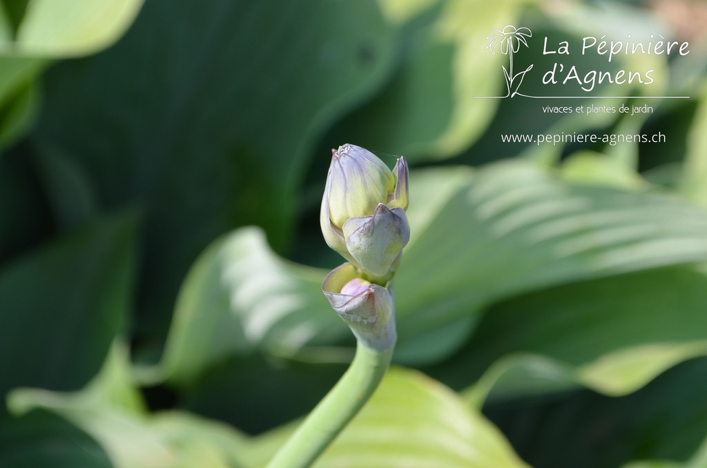 Hosta nigrescens 'Krossa Regal'- La pépinière d'Agnens