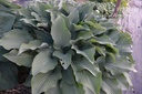 Hosta nigrescens 'Krossa Regal'- La pépinière d'Agnens